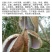 大量出售八月瓜苗