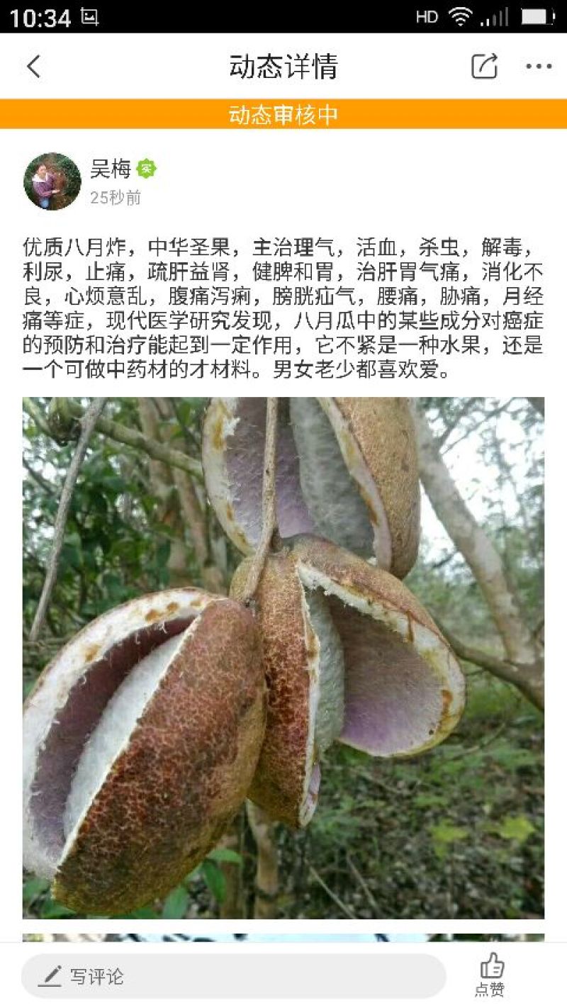 大量出售八月瓜苗