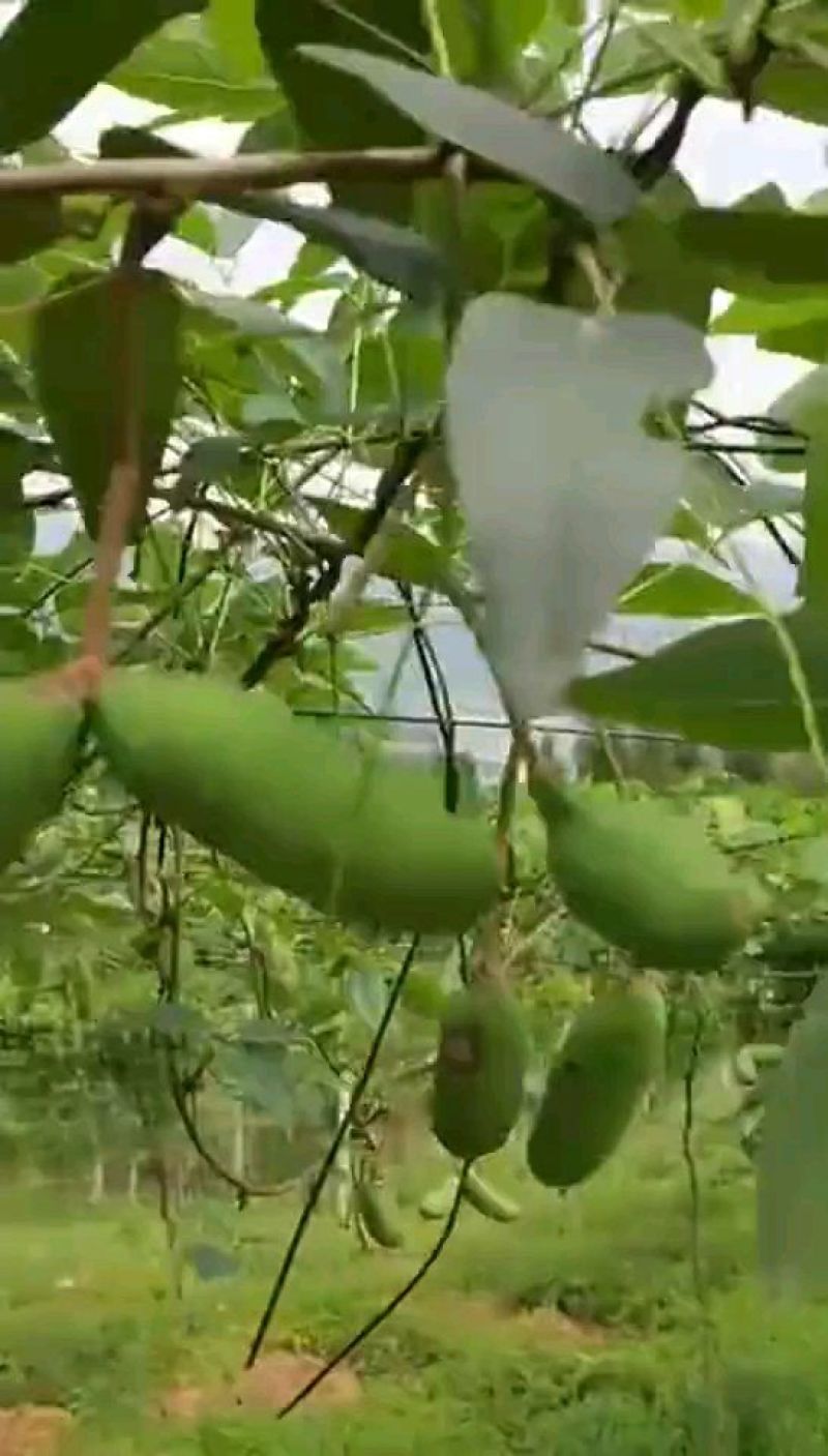 大量出售八月瓜苗