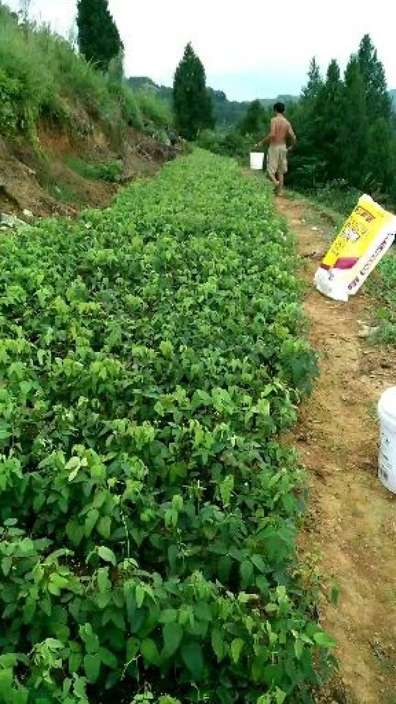大量出售八月瓜苗