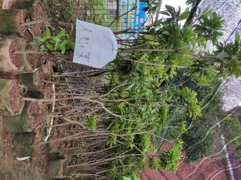 人心果袋苗量多价优批发福建漳州