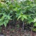 黄肉葡萄柚嫁接美植袋苗量多价优批发福建漳州