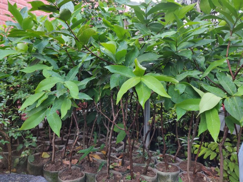 黄肉葡萄柚嫁接美植袋苗量多价优批发福建漳州