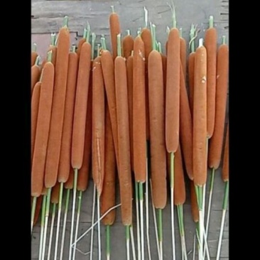 香蒲棒纯野生的
