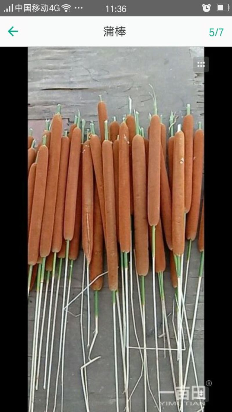 香蒲棒纯野生的