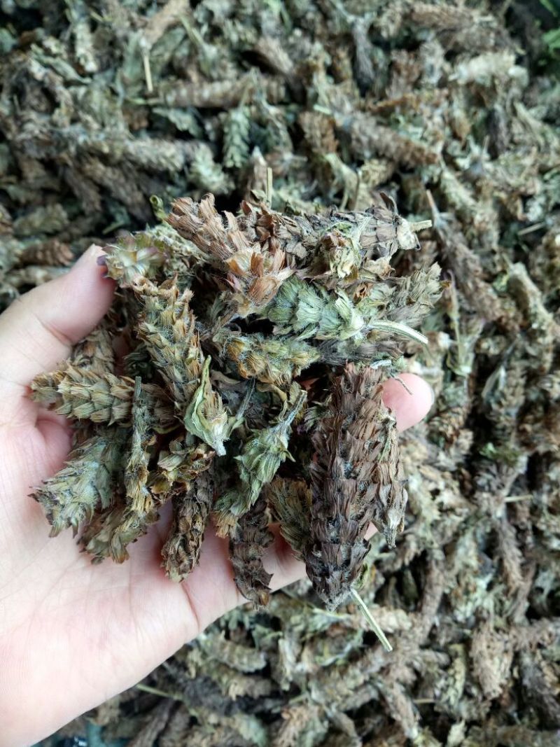 夏枯草河南干货人工种植量大从优欢迎选购