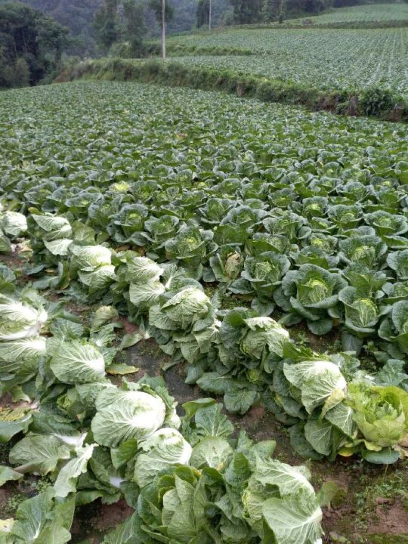 【今日推荐】湖北黄心大白菜，产地直发，货源稳定，品质保证