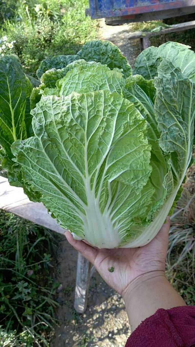 【今日推荐】湖北黄心大白菜，产地直发，货源稳定，品质保证