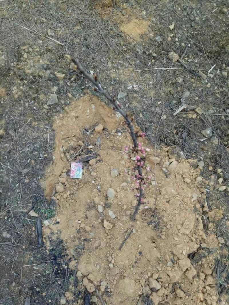 黑珍珠樱桃嫁接苗黑紫色颗粒大肉厚实风味浓厚