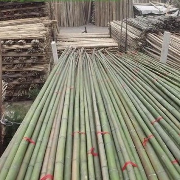 绿竹竹子竹竿
