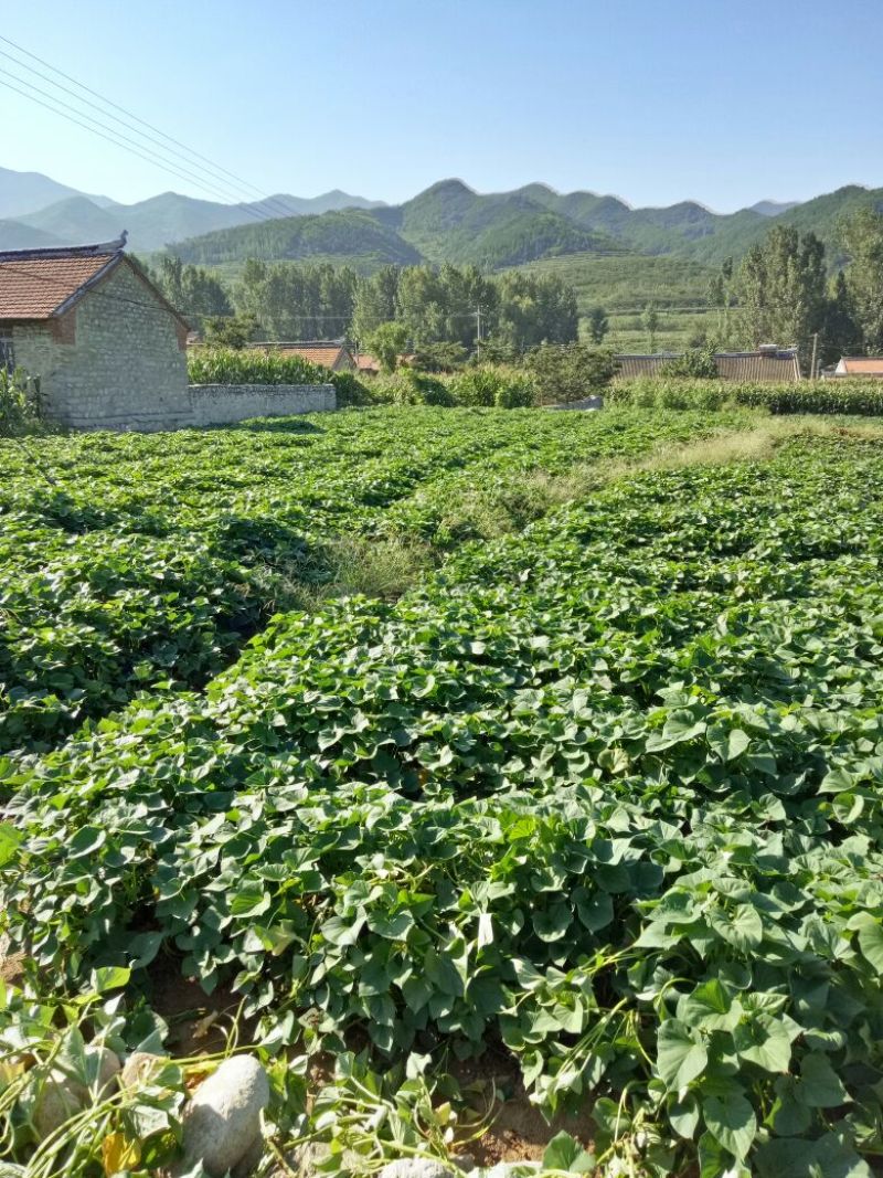 红薯粉条