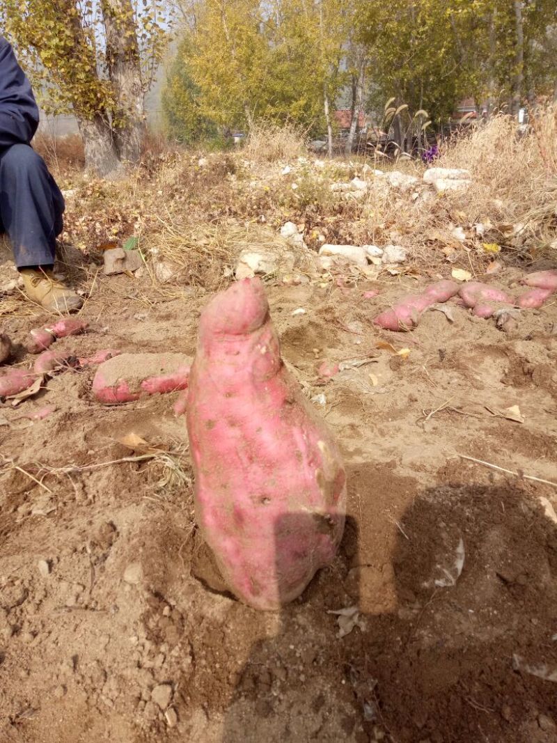 红薯粉条