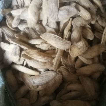 芒果核
