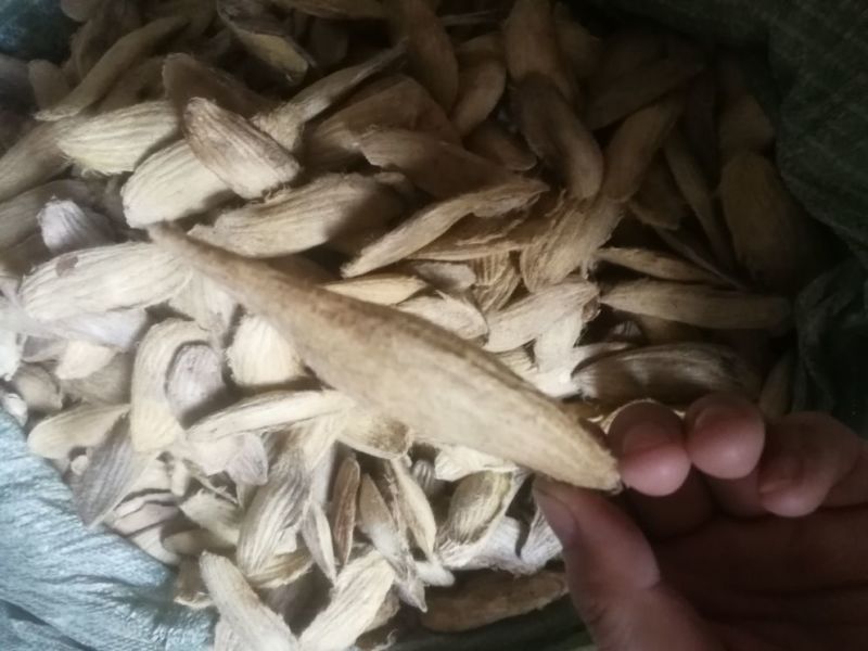 芒果核