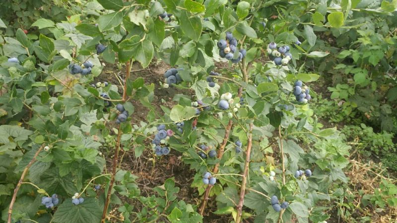 南北蓝莓苗北陆瑞卡中高丛蓝莓苗2年苗以上30~50cm