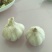 优质大蒜