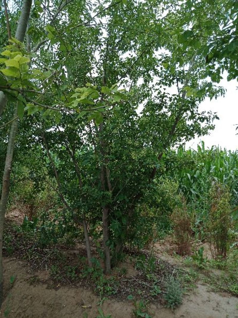 大量丛生三角枫4-6条地径3-10公分，