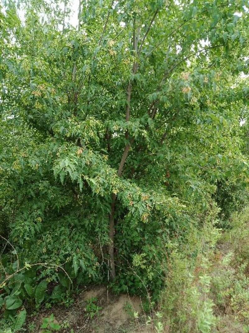 大量丛生三角枫4-6条地径3-10公分，