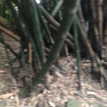 苦竹19~20m