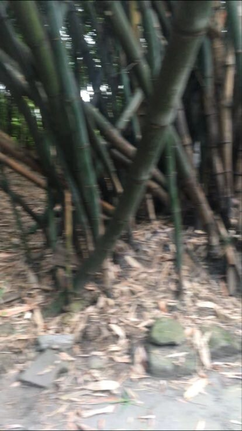 苦竹19~20m