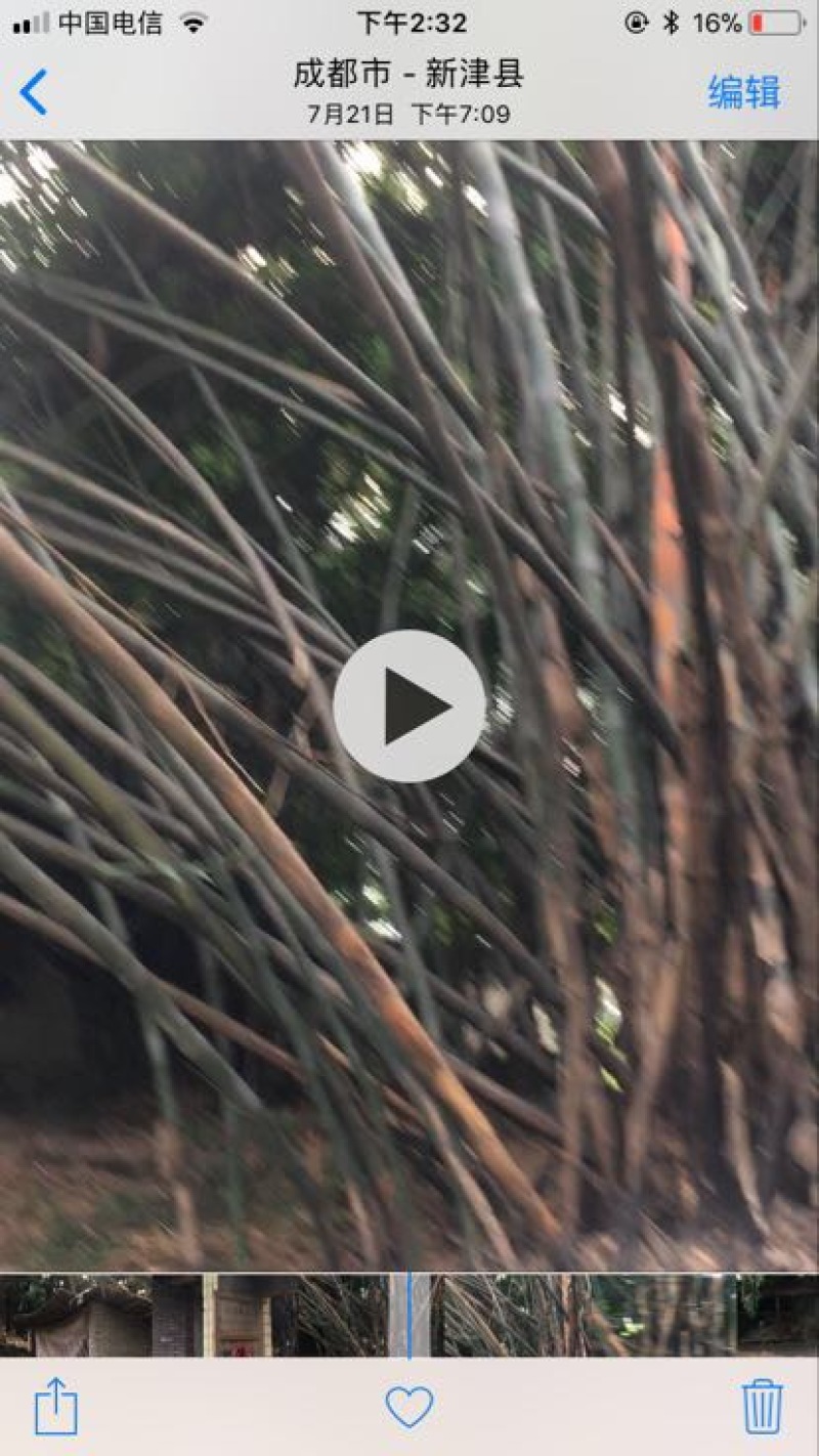 苦竹19~20m