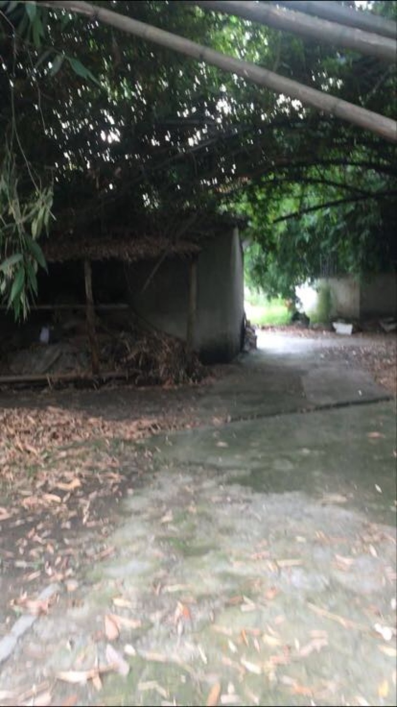 苦竹19~20m