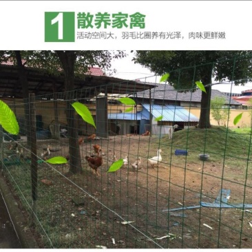 养鸡设备养鸡网圈鸡网荷兰网围栏围网