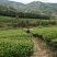 武夷山红茶水仙