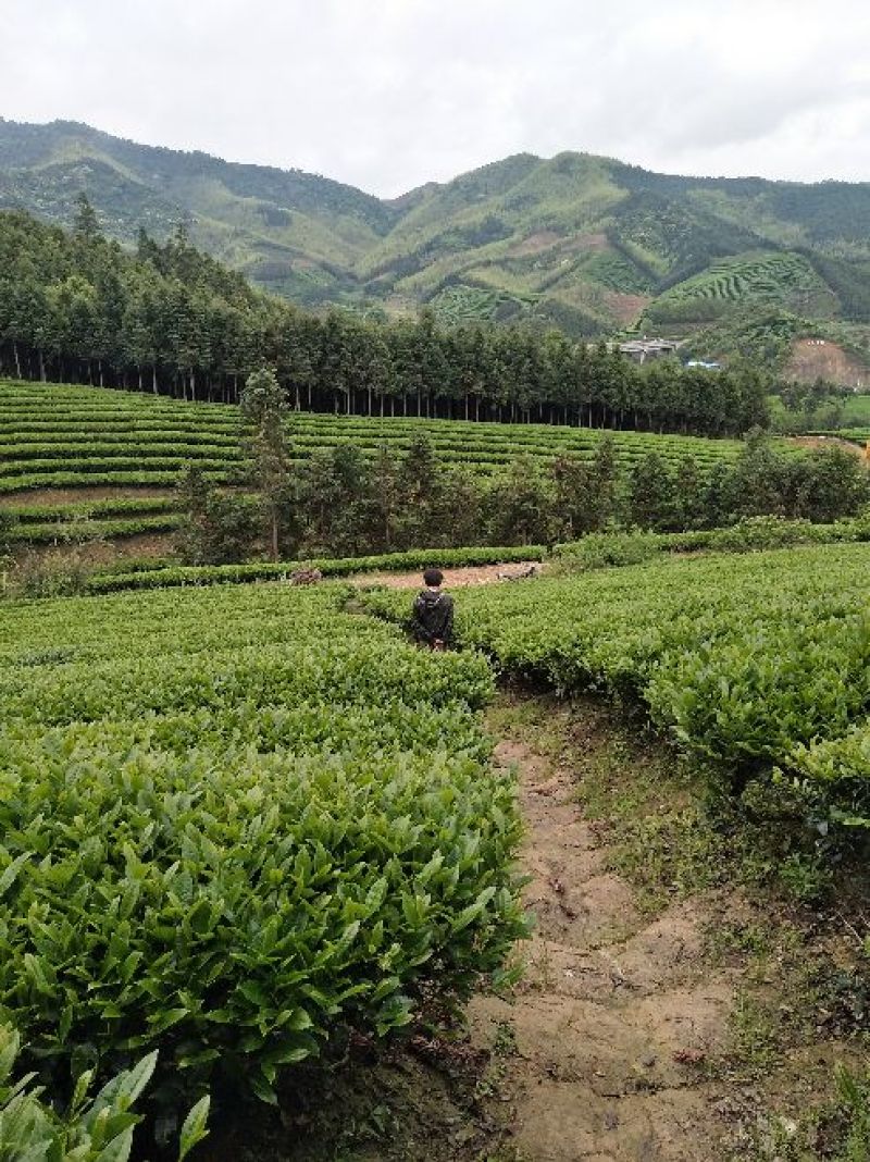 武夷山红茶水仙