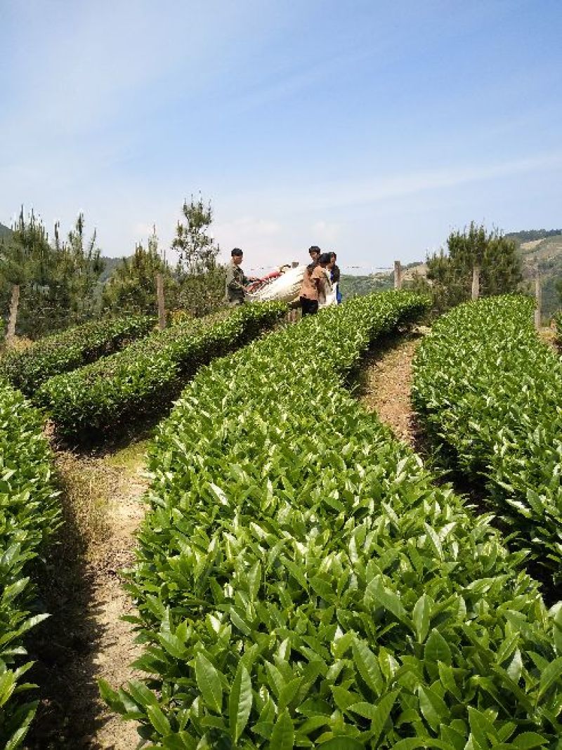 武夷山红茶水仙