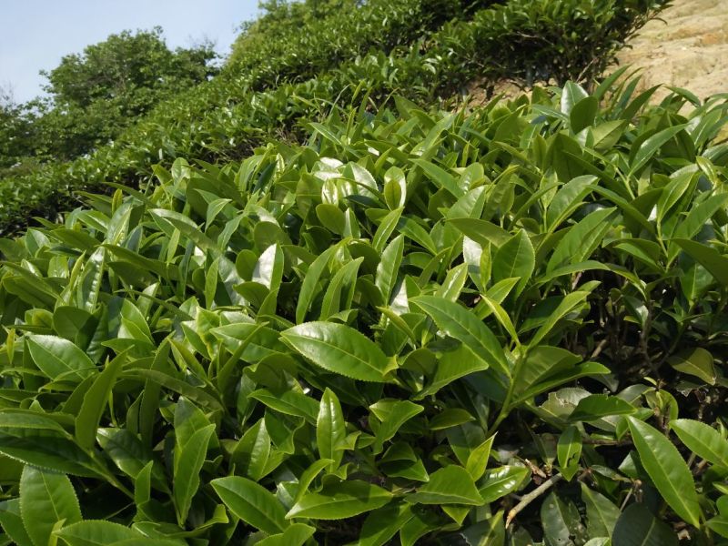 武夷山红茶水仙