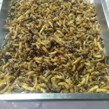 油炸野生蜂蛹