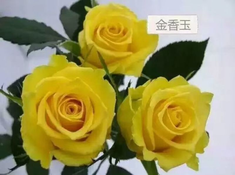 红、白玫瑰种苗销售/批发10cm～15cm
