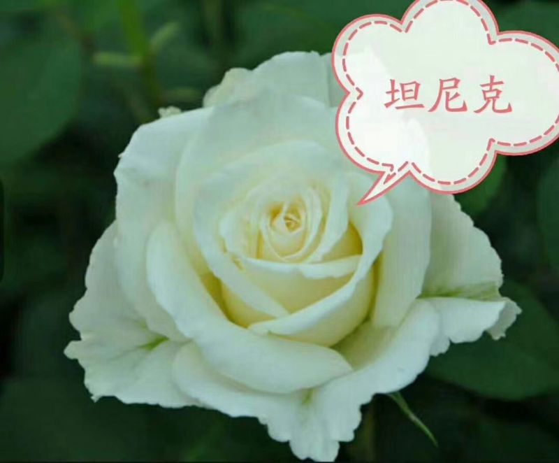 红、白玫瑰种苗销售/批发10cm～15cm