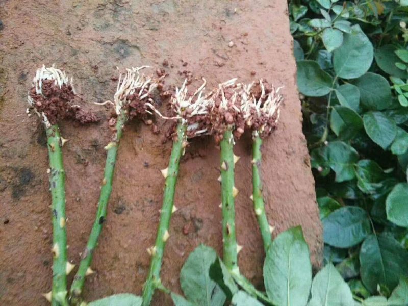 红、白玫瑰种苗销售/批发10cm～15cm