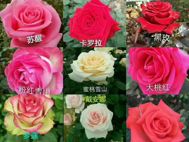 红、白玫瑰种苗销售/批发10cm～15cm