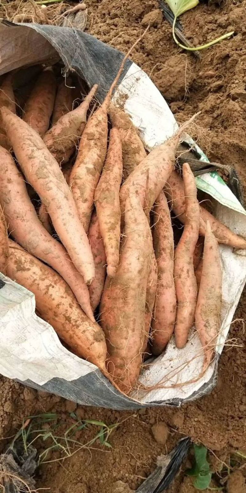 烟薯25，