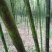 大量供应花斑竹，求收购厂商。