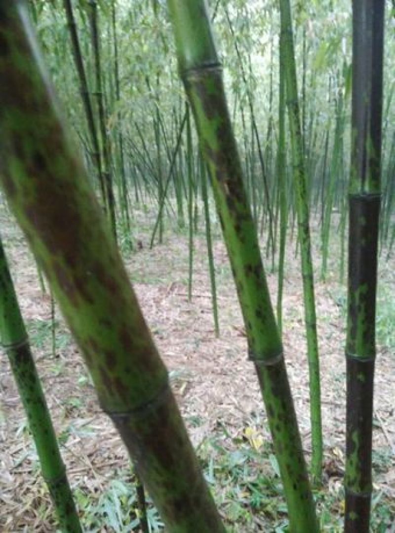 大量供应花斑竹，求收购厂商。