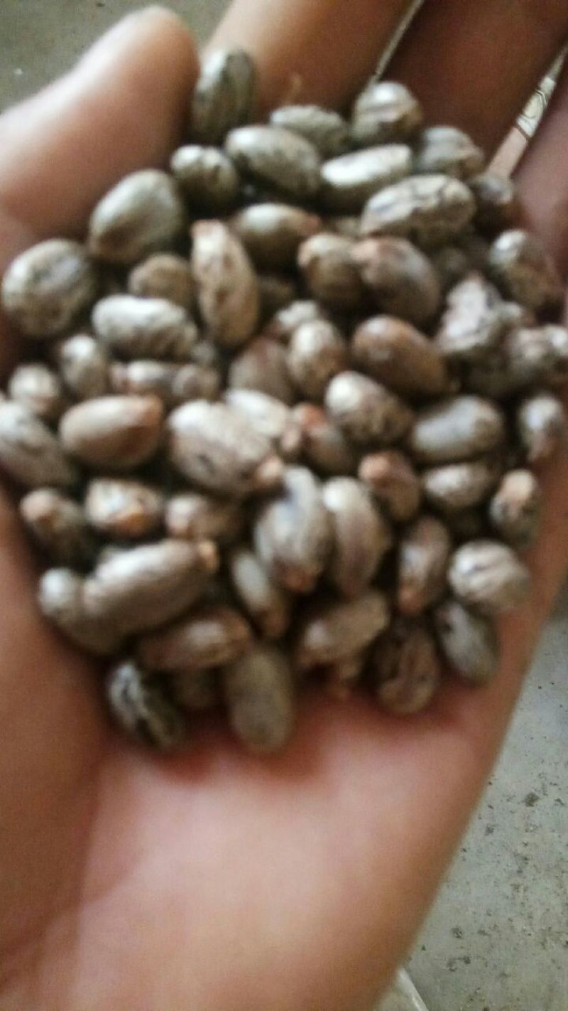 蓖麻子