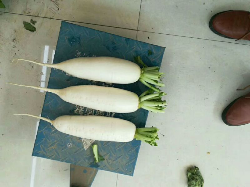 白萝卜