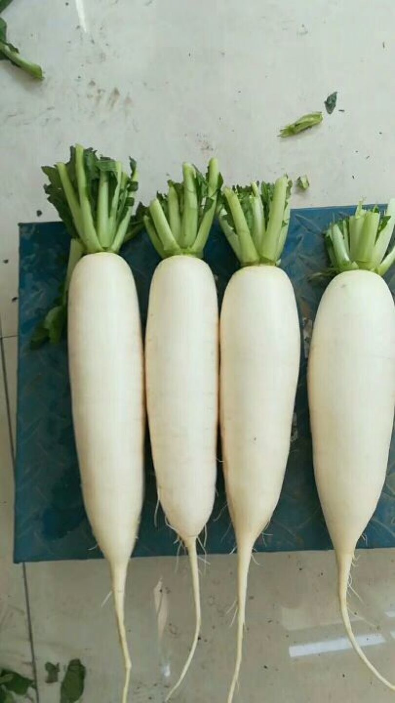 白萝卜