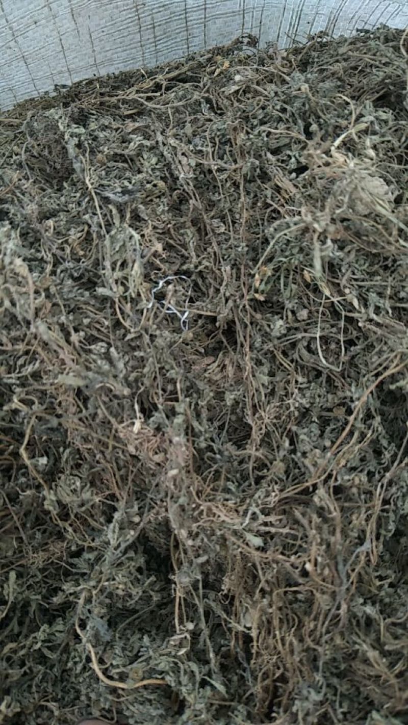 鹅不食草(手捡青无杂选货)