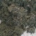鹅不食草(手捡青无杂选货)