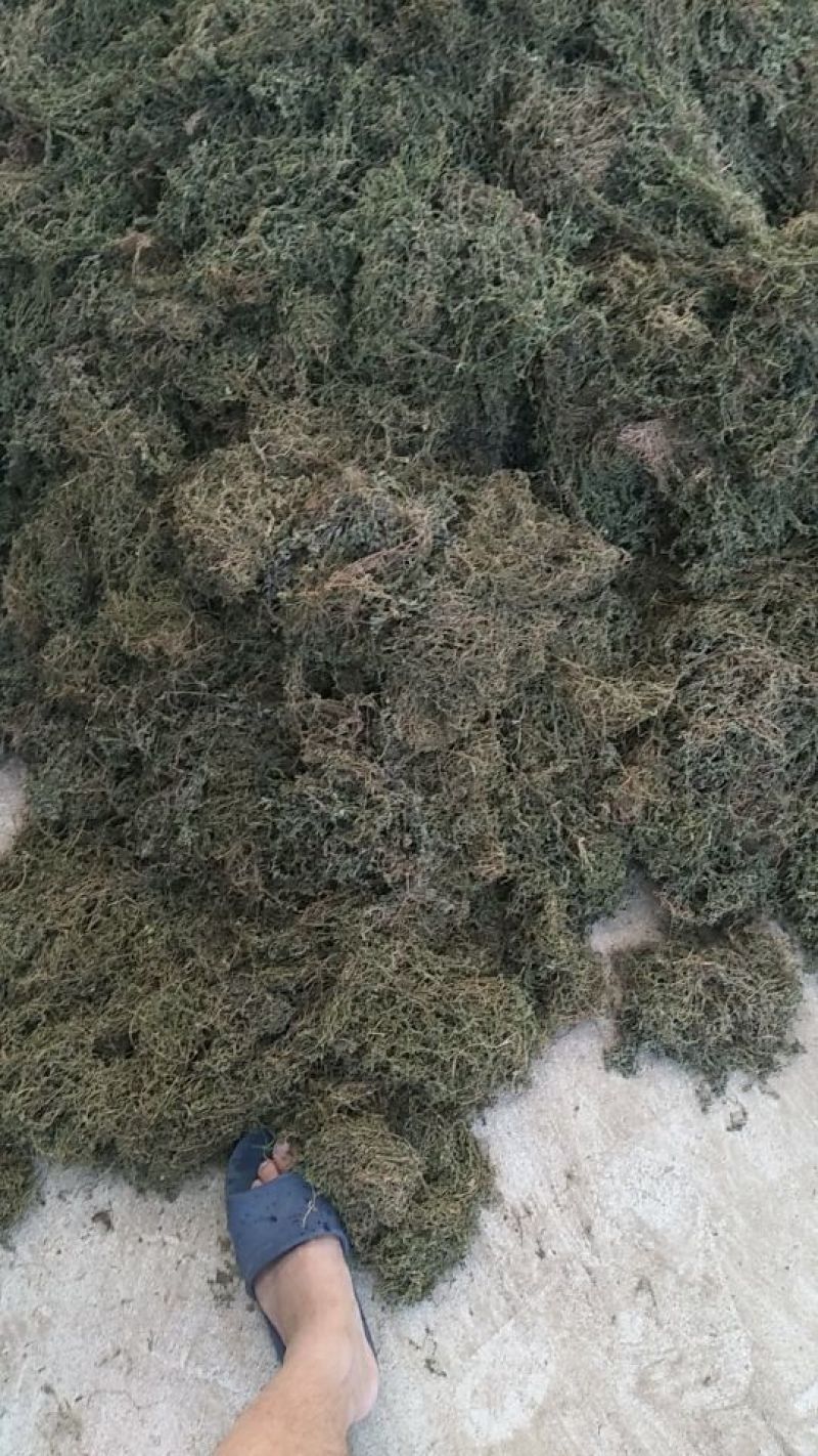 鹅不食草(手捡青无杂选货)