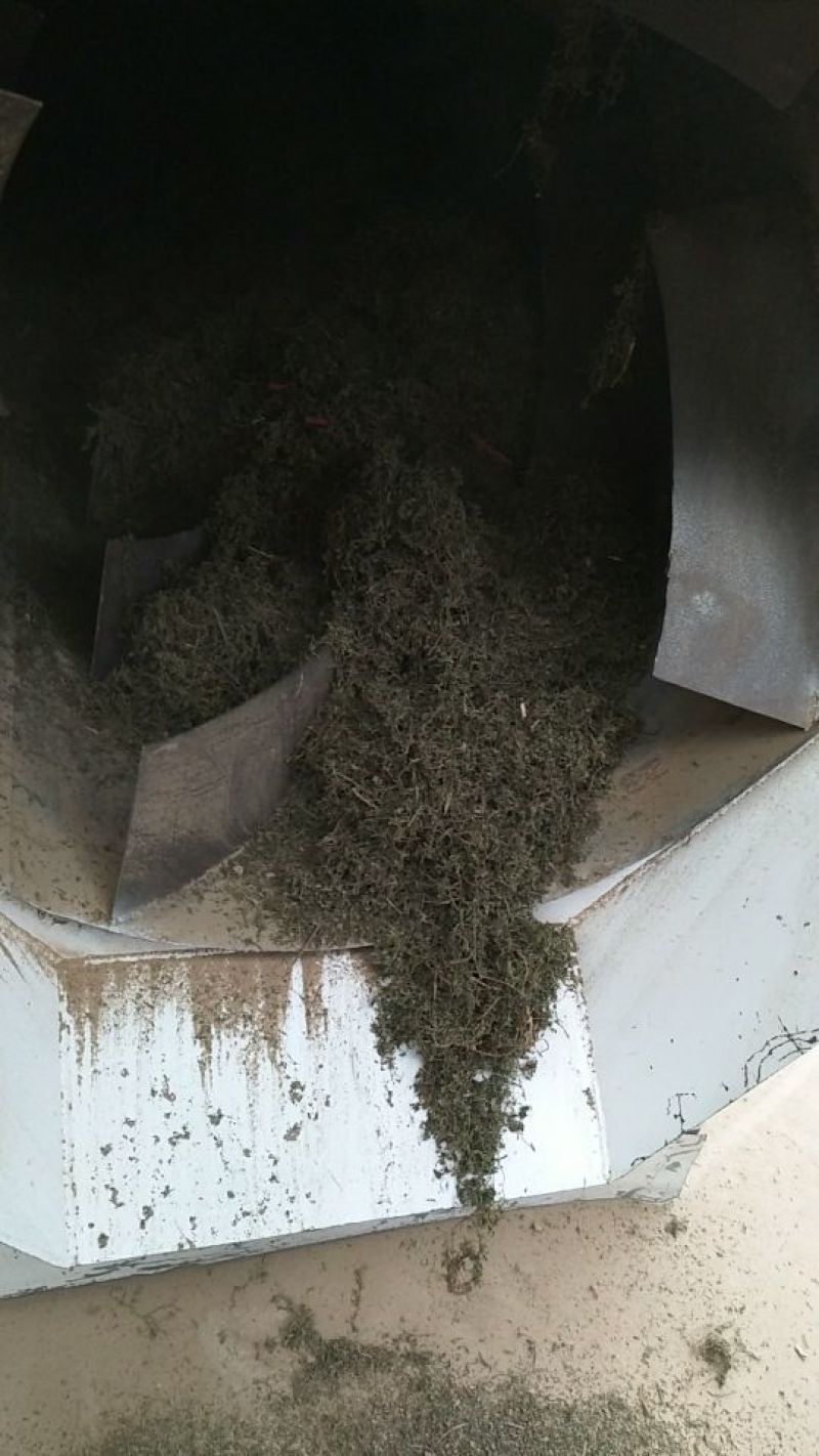 鹅不食草(手捡青无杂选货)