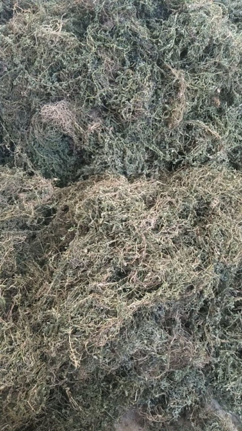 鹅不食草(手捡青无杂选货)