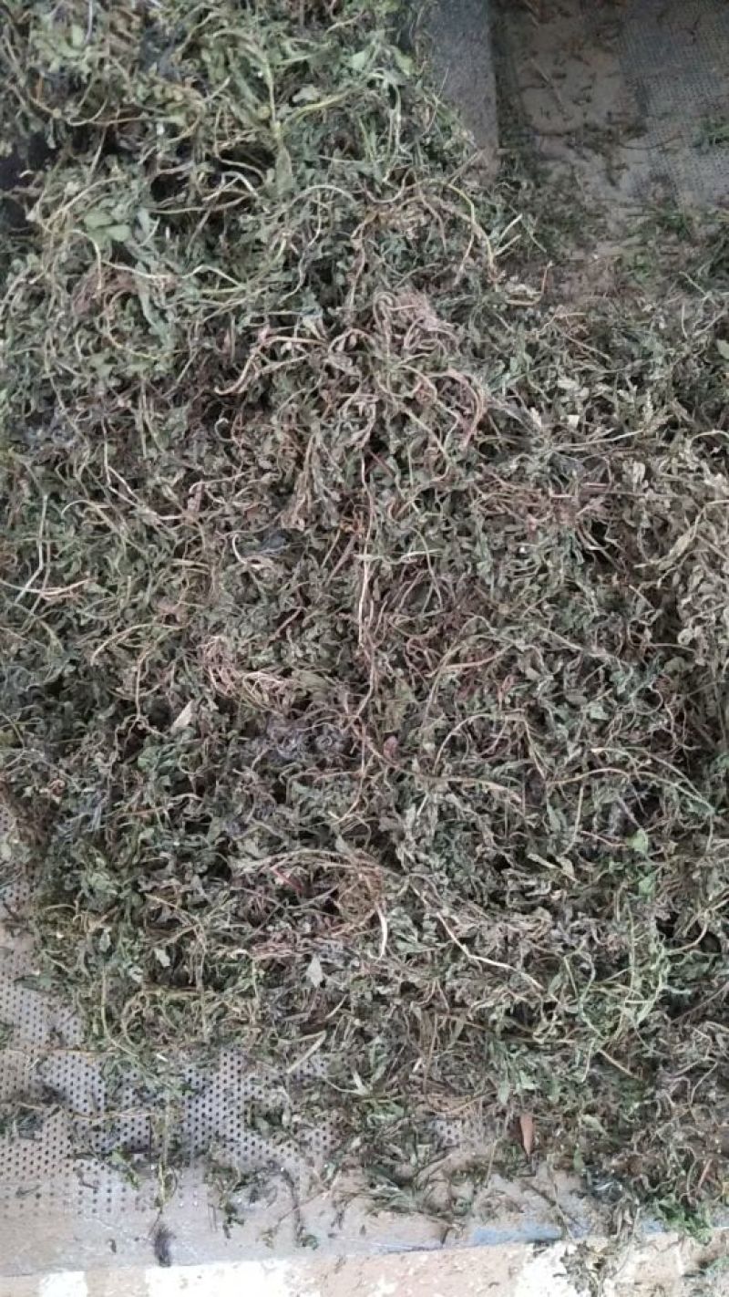 鹅不食草(手捡青无杂选货)