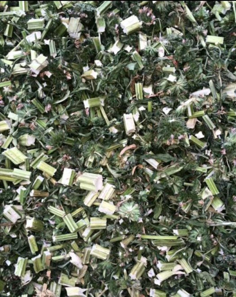 益母草