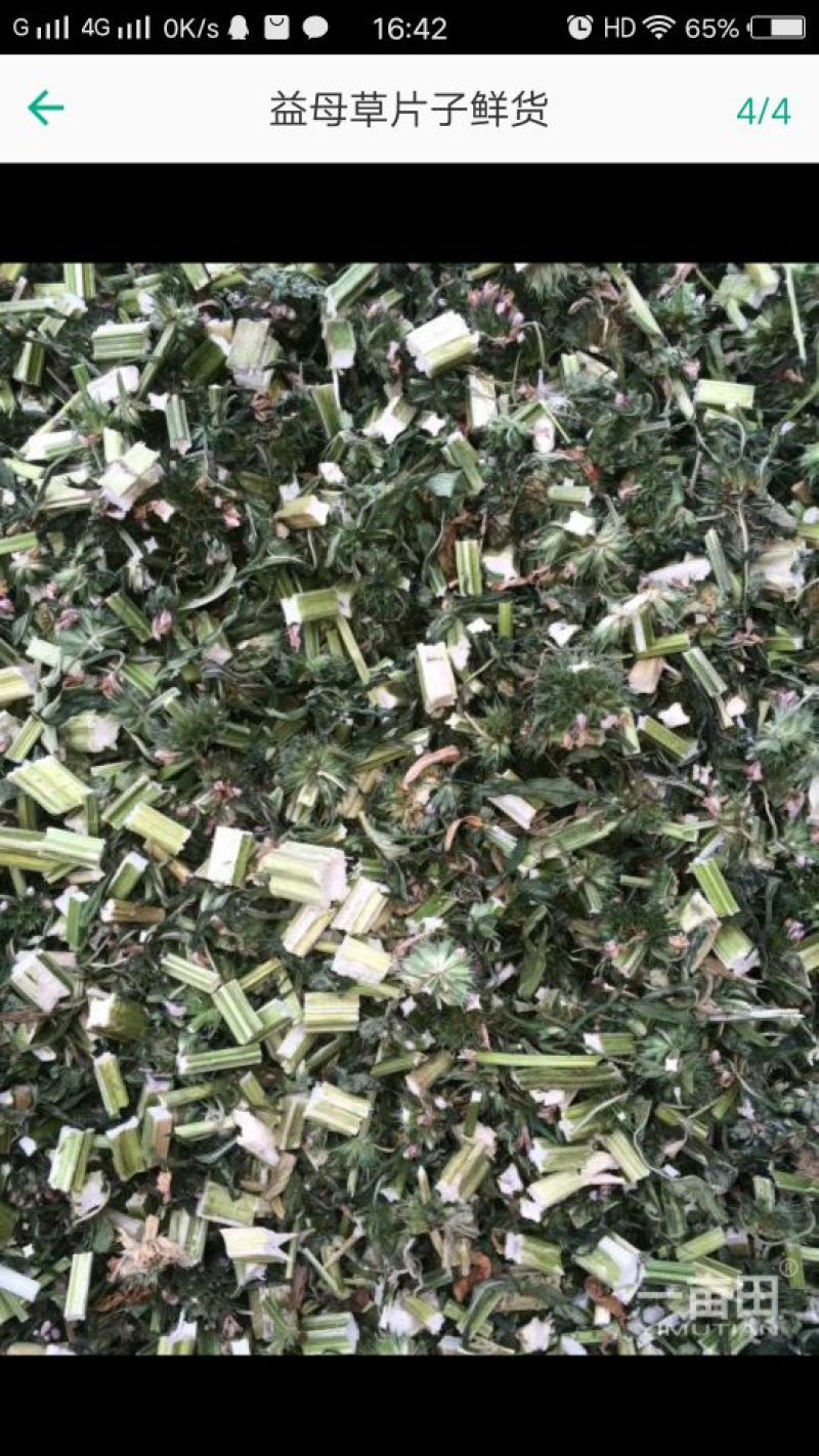 益母草